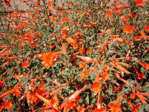 CALIFORNIA FUCHSIA Zauschneria (Epilobium) californica It has deep red long tubular flowers throughout the summer. Looks best in informal, natural gardens, also does well on banks and hillsides.