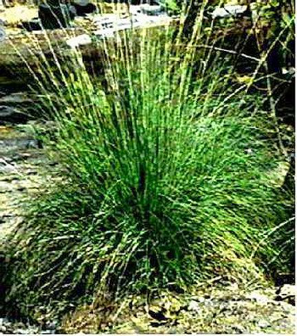 DEER GRASS Muhlenbergia rigens Deer Grass is a significant basketry material to central and southern California Native Americans who utilize the flower stalks