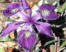 IRIS DOUGLASIANA Douglasiana Pacific Coast Hybrid This plant is widely used in the nursery trade, both as Douglas Iris and as