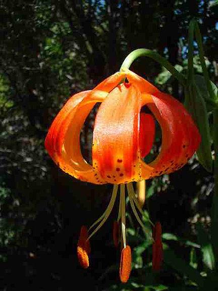 LEOPARD LILY Lillium pardalinum This plant can reach 3 ft. tall and have flowers that are 3 in. across. Needs some sun and regular water.
