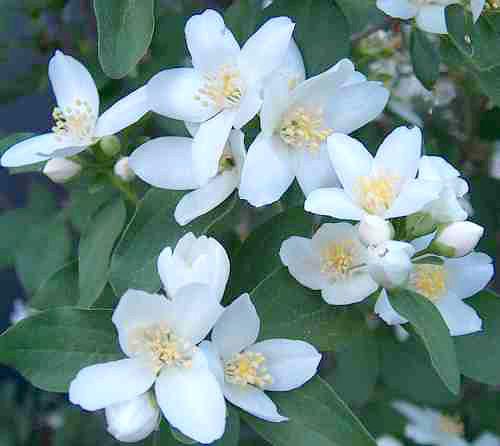 MOCK ORANGE Philadelphus lewisii This is a deciduous shrub. It has white and fragrant flowers in late spring.