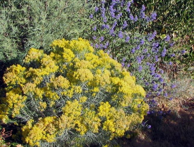 Rabbitbrush Chrysothamnus nauseosus This is an erect freely branching shrub. Grows to 6 ft. tall and 3 ft. wide. It blooms in late summer or fall.