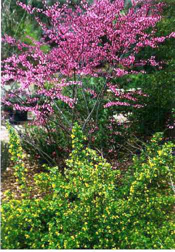 REDBUD Cercis occidentalis The Western Redbud is native to California. It is most frequently found in our foothills below 4,000 ft. It is both a shrub and small tree that grows 10-18 ft.