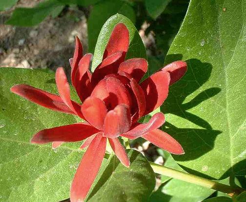 SPICE BUSH Calycanthus occidentalis This is a deciduous shrub with fragrant, reddish-brown flowers April-August.