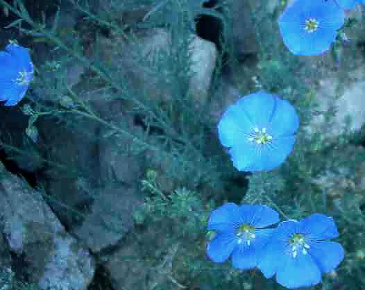 WESTERN BLUE FLAX Linum lewissii This plant is drought resistant and likes full sun and good drainage.