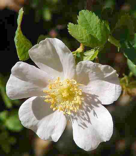 WILD ROSE Rosa californica This is a 3 ft. deciduous shrub with 1-2 in. pink flowers. It has red, smooth, large hips of good quality for tea. Flowers, hips, cut branches are all fragrant.
