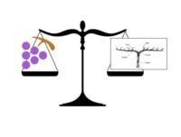 Inherent Characteristics Affecting Balance of Common Footill Grape Varieties