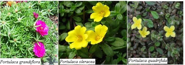 Fig. 1: Macroscopic characters of Portulaca species Table 1 : Summary of Phytochemical analysis S.