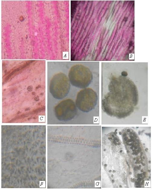 Fig. 4 : Microscopy of Portulaca grandiflora flower Table 3: Summary of Physicochemical analysis S. No Physicochemical constants Portulaca grandiflora Portulaca oleracea 1 Total ash(%w/w) 18.6 8.12 9.