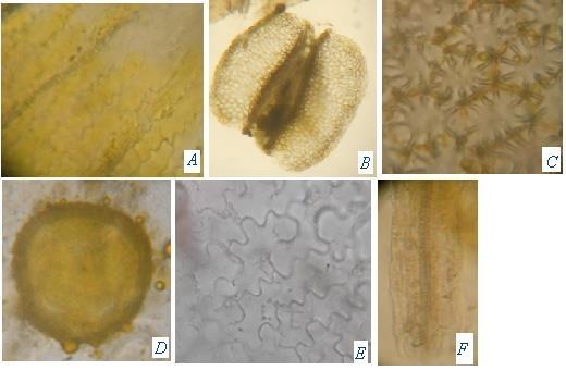 Fig. 6 : Microscopy of Portulaca oleracea flower A: Root with primary growth, B: Root with secondary growth; Pe-Periderm, Ep- epidermis, Pi- pith, Co- cortex, Xy- xylem, Col-collenchyma, St- starch