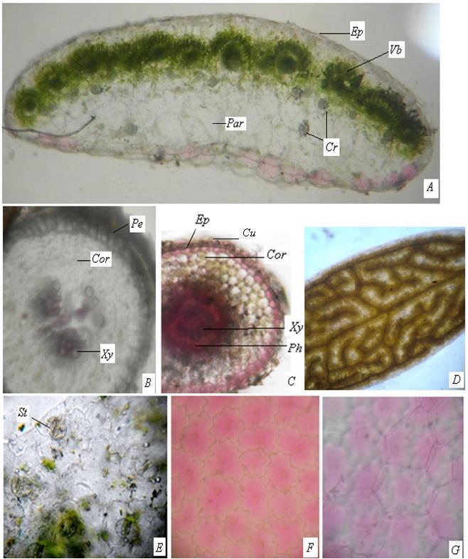 Fig.7 : Microscopy of Portulaca quadrifida A: Cells of corolla in the upper part, B: Cells of corolla in the lower part, C: Calcium oxalate crystals, D: Pollen grains, E: seed, F: anther wall, G:
