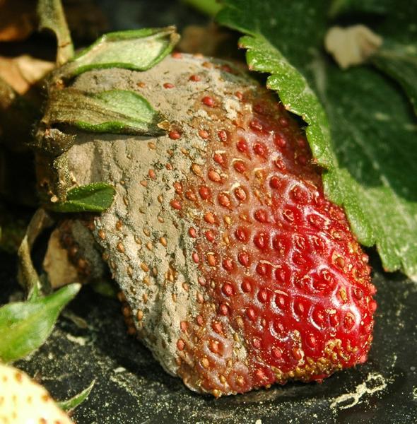 Figure SS-1: Botrytis gray mold symptoms on ripe strawberry. Attribution: F.J.