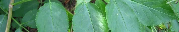 /Fruit Leaf