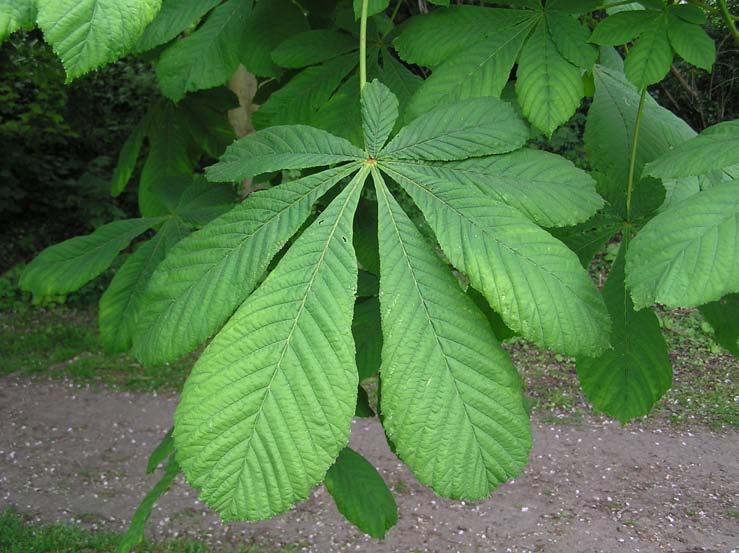 compound palmate leaves made up of 5 7 obovate
