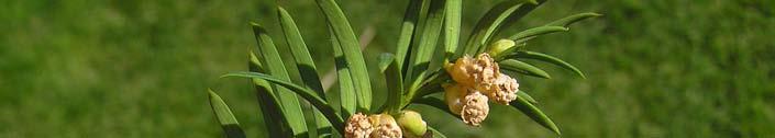 Yew Taxus baccata Leaf/Flower Leaf