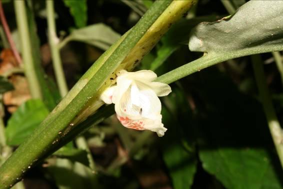 Boesenbergia cf. petiolata Đắk Nông Prov.