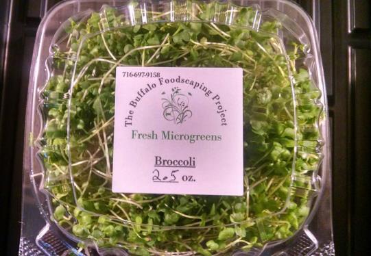 Last winter, I conducted a study and started marketing Microgreens from an apartment space on the East Side of Buffalo.