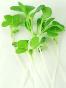 (Media: Hydroponic - not recommended for Baby Salads) Pak Choi Cabbage Pak Choi is