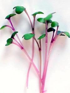 Cabbage is a flavorful microgreen that makes a great base for any microgreens