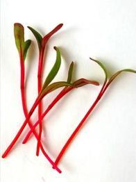 We harvest close to the soil to feature the colorful red stem.