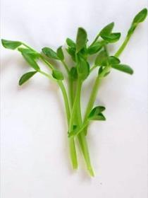 Pea Dun An all time favorite with slightly sweet, substantial crunchy shoots.
