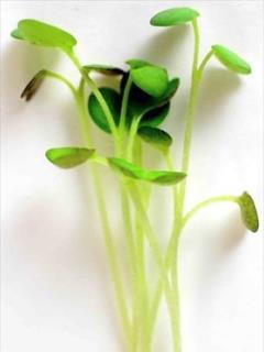 flavor. This is a great microgreen choice for sandwiches or garnishes.