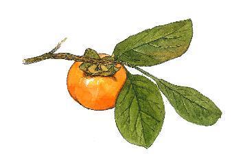 INCI NAME: Diospyros Kaki Leaf Extract PLANT STORY: PERSIMMON LEAF Diospyros kaki, commonly known as Asian persimmon, is a deciduous tree native to China.