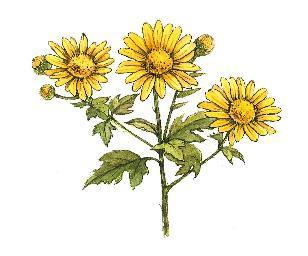 INCI NAME: Chrysanthellum Indicum Extract PLANT STORY: CHRYSANTHEMUM FLOWER Chrysanthemum is a perennial herb with small yellow flowers, widely spread throughout East Asia including Korea, Japan, and
