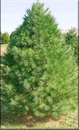 Mature Height: 50-70 Mature Spread: 20-30 Growth Rate: Medium Growing Conditions: Adaptable to various soil types, tolerant of both wet and dry conditions.