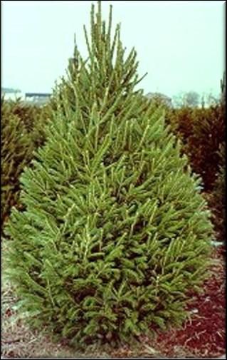Colorado blue spruce Picea pungens glauca Description: One of the most popular ornamental conifers, silvery blue-green needles makes this tree a great landscaping