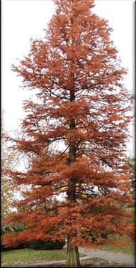 Mature Height: 40-60 Mature Spread: 15-25 Growth Rate: Slow Balsam Fir Abies balsamea Description: Medium-sized conifer has flat, dark green needles with strong