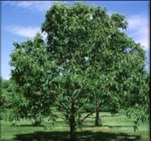 American Chestnut Hybrid Castanea dentata x Available in Bare root only Description: Fast growing hybrid should produce rich,
