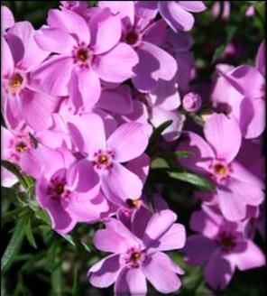 Creeping phlox Ronsdorfer s Beauty Description: Long-blooming groundcover has deep rose-pink flowers with magenta-red center.