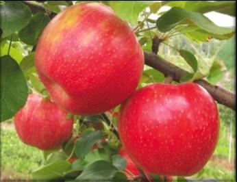 Will need compatible apple variety for pollination. Moderately resistant to winter scab.