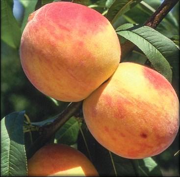 Root Stock: Lovell Mature Height: 15-25 Ripening Date: End July - Middle August BLUEBERRIES Earliblue & Bluecrop