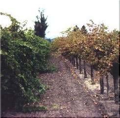 vitifoliae does not normally cause significant losses in grape production, severe infestations do cause