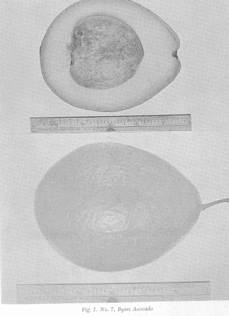 No. 8. Etta Avocado Originated on the place of C. E. Good, east of Kendall, Florida, as a seedling of Lula possibly fertilized with Pollock pollen.