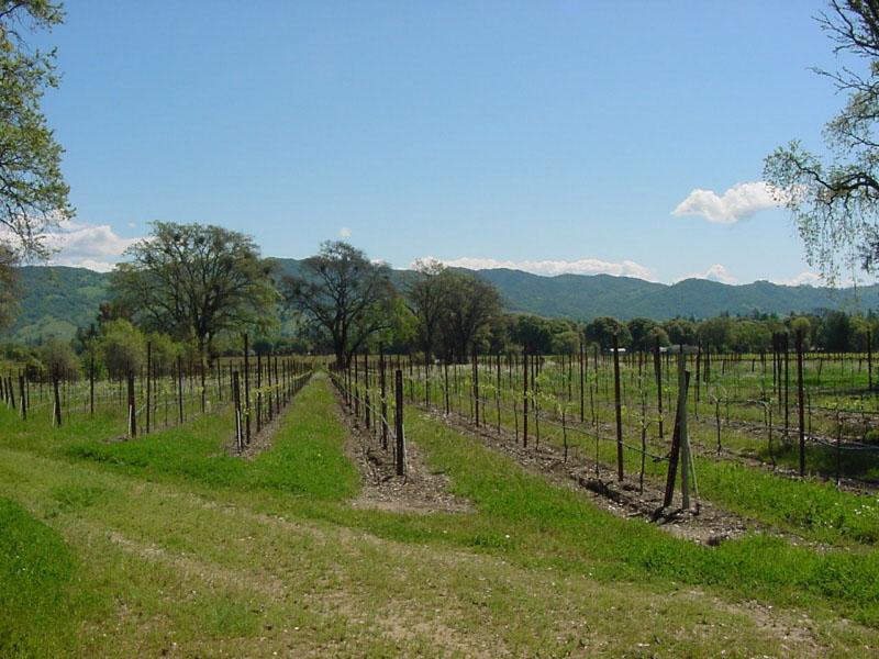 VIMARK VINEYARDS Vineyard Details (83.19 total planted) Varietal Block Total Acres Vine Spacing # Vines Clone or Selection Rootstock Year Planted Merlot 2 4.
