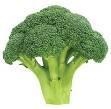 Vegetables: Types and Market Forms A vegetable is an edible, herb-like plant.