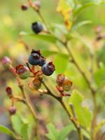 Vaccinium angustifolium Lowbush Blueberry (small shrub) acidic,
