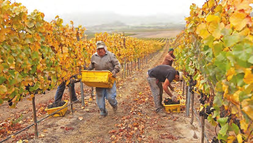 Harvest 2014 T he 2014 vintage started with a mild winter. Warm January days, combined with dry vineyard soils, triggered a somewhat early budbreak.