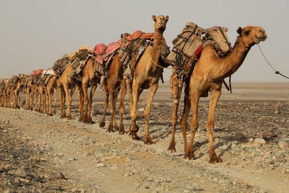 Sand Roads Connected North Africa and the Mediterranean world with West Africa Made possible with the introduction of the camel Caravans would