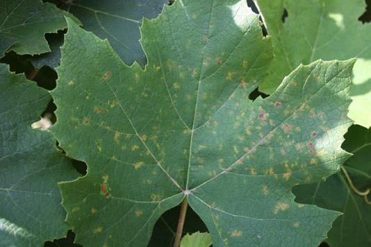 Diseases Downy Mildew low levels of sporulating DM leaf lesions continue to be found even though hot, dry conditions have continued over the last few weeks.