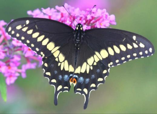 Time: Late April - June Host plant for the Black Swallowtail.