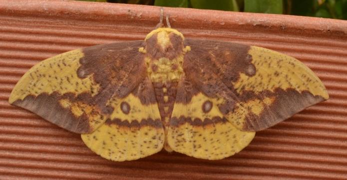 species Luna Moth Imperial Moth Common hosts: