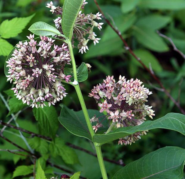 Nectar Sources Common Name: Common Milkweed Scientific Name: Asclepias syriaca Family: Bloom Time: Dogbane Family (Apocynaceae)