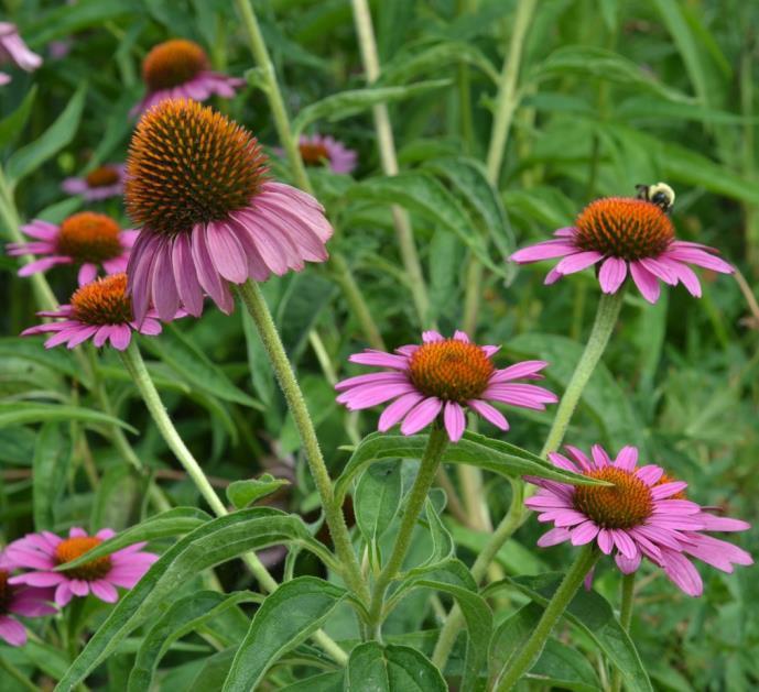 Nectar Sources Common Name: Purple Coneflower Scientific Name: Echinacea purpurea Family: Bloom Time: Aster Family (Asteraceae)