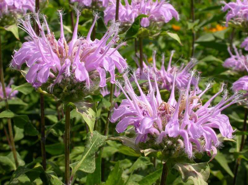 Nectar Sources Common Name: Wild Bergamot Scientific Name: Monarda fistulosa Family: Bloom Time: Mint Family (Lamiaceae) July - September