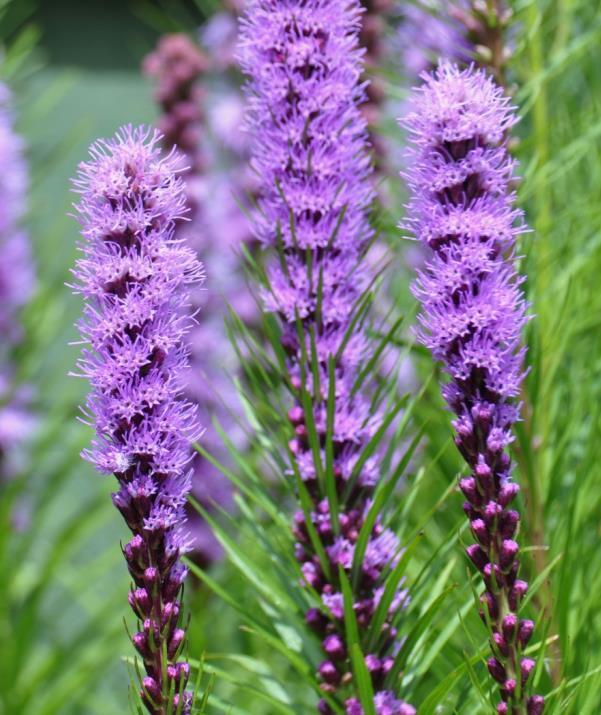 Nectar Sources Common Name: Prairie Blazing Star Scientific Name: Liatris pycnostachya Family: Aster Family (Asteraceae) Bloom Time: July - August Tallest