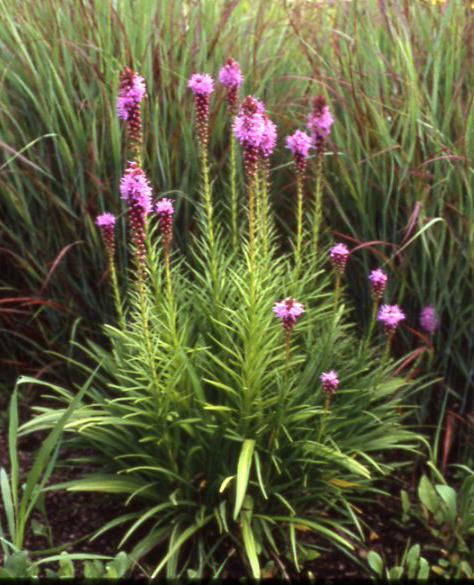 Nectar Sources Common Name: Marsh Blazing Star Scientific Name: Liatris spicata Family: Bloom Time: